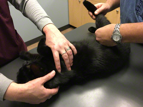 Dr Larry Examining.jpg Dr Larry Examining